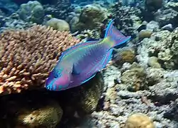 Common parrotfish (Scarus psittacus)
