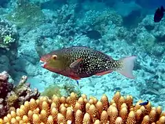 Ember parrotfish (Scarus rubroviolaceus) (female)