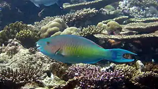 Ember parrotfish (Scarus rubroviolaceus) (male)