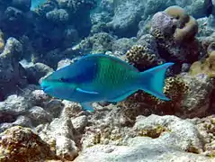 Five-saddle parrotfish or dusky-capped parrotfish (Scarus scaber) (male)