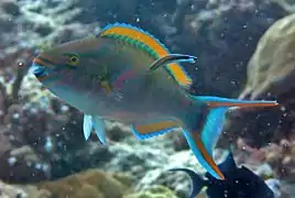 Tricolour parrotfish (Scarus tricolor) (male)