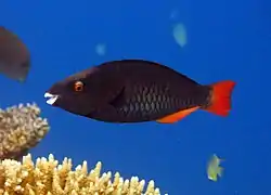Tricolour parrotfish (Scarus tricolor) (female)
