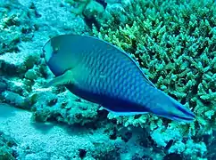 Greenlip parrotfish or roundhead parrotfish (Scarus viridifucatus)