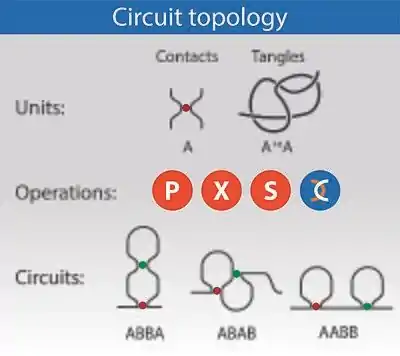 Circuit topology relations in a chain with two binary contacts.