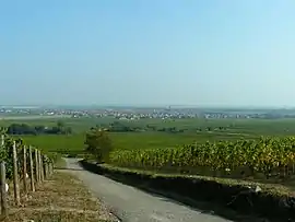 The village viewed from the vineyard