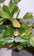 Schlumbergera new growth. The upper view shows bright red new cladodes forming, the centre shows maturing growth, the lower view shows two aerial roots extending down