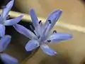 A flower of Scilla buekkensis