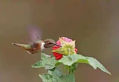 Feeding on Abutilon sp.
