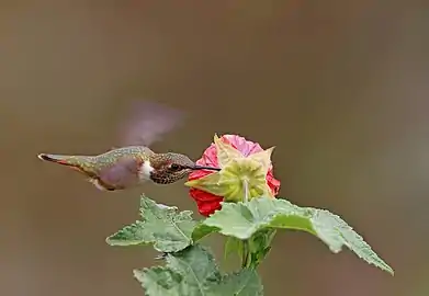 Piercing the flower (nectar robbing)