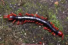 S. japonica, a former subspecies