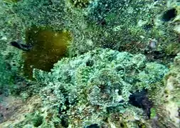 Smallscale scorpionfish (Scorpaenopsis oxycephala)