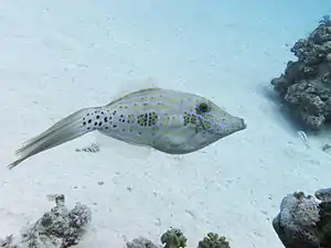 A. scriptus from Red Sea, Egypt