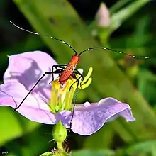 File:Scudderia cuneata (Southeastern Bush Katydid) (7325662674).jpg