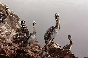 Pelicans, Ballestas Islands