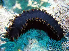 A sea cucumber from Malaysia