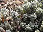 Sedum dasyphyllum, the Corsican stonecrop