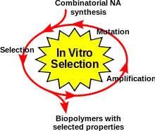 The SELEX method used for the design of the RNA aptamer Spianch.