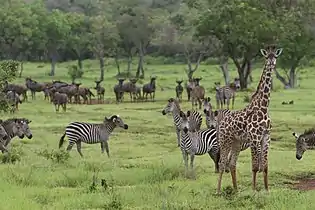 Giraffes, Zebras and Wildebeests