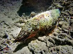 A cuttlefish (Sepia latimanus)