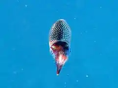 A reef squid (Sepioteuthis lessoniana)