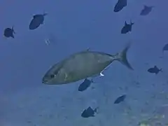 Longfin yellowtail (Seriola rivoliana)