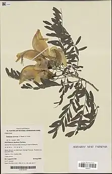 MNHN: P03076731 collected at .mw-parser-output .geo-default,.mw-parser-output .geo-dms,.mw-parser-output .geo-dec{display:inline}.mw-parser-output .geo-nondefault,.mw-parser-output .geo-multi-punct{display:none}.mw-parser-output .longitude,.mw-parser-output .latitude{white-space:nowrap}15°29′39″S 131°22′32″E﻿ / ﻿15.49416667°S 131.3755555°E﻿ / -15.49416667; 131.3755555