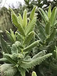 Note the sessile leaves.