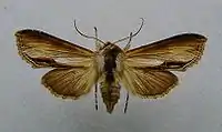 Shargacucullia prenanthis
