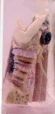 Image 17Shark Anatomy (50693674756) (from Shark anatomy)