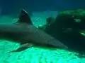 Reef Shark in Predator Tank at Cayman Turtle Centre