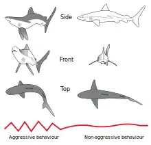 Image 4Postural elements of the agonistic display of the Gray Reef Shark (from Shark agonistic display)