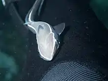 Image 18Sharksucker (Echeneis naucrates) (from Shark agonistic display)