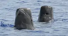 Short-finned pilot whales spy-hopping off the coast of Guam