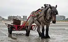Brabançon draft horse on the beach