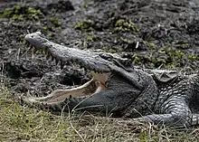 Siamese crocodile basking in sun (James Hunt)