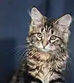 3-month-old male brown classic tabby kitten.