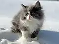 3-month-old blue and white bicolor kitten playing in the snow.