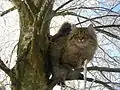 Brown tabby male Siberian in a tree.