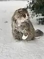 Tabby Siberian cat with wintercoat in snow.