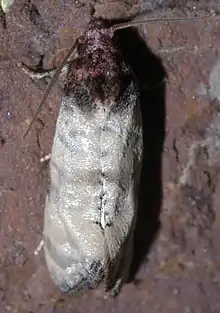 ''Phalonidia lavana'' pictured from the top against a brick background. The top of the moth's head, as well as its back, are clearly visible, and the moth is centered in the image.