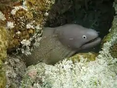 White-eyed moray eel (Siderea thyrsoidea)