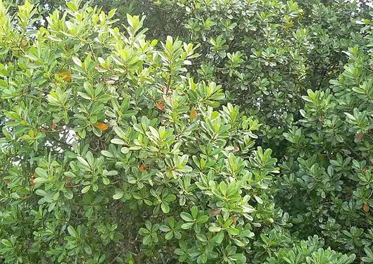 Detail of the foliage.