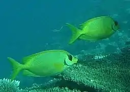 Blue-spotted spinefoot or coral rabbitfish (Siganus corallinus)