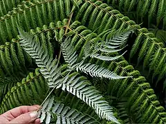 Silver fern or Alsophila dealbata, endemic to New Zealand