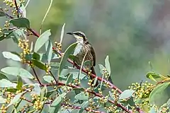 Singing honeyeater, Alice Springs Desert Park, Northern Territory
