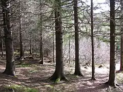 Sitka spruce plantation at Vikna archipelago in Nærøysund