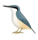 Eastern rock nuthatch (S. tephronota)