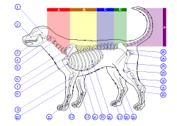 Image 41Skeleton of a dog. 1. Cranium 2. Maxilla 3. Mandible 4. Atlas 5. Axis 6. Scapula 7. Spine of scapula 8. Humerus 9. Radius 10. Ulna 11. Phalanges 12. Metacarpal Bones 13. Carpal Bones 14. Sternum 15. Cartilaginous part of rib 16. Ribs 17. Phalanges 18. Metatarsal Bones 19. Tarsal Bones 20. Calcaneus 21. Fibula 22. Tibia 23. Patella 24. Femur 25. Ischium 26. Pelvis (from Dog anatomy)