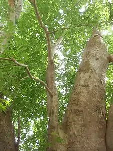 The 2043-year-old Platanus orientalis tree Tnjri in Nagorno-Karabakh.