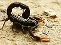 Scorpion's threat display with pincers spread wide, abdomen raised to present sting.